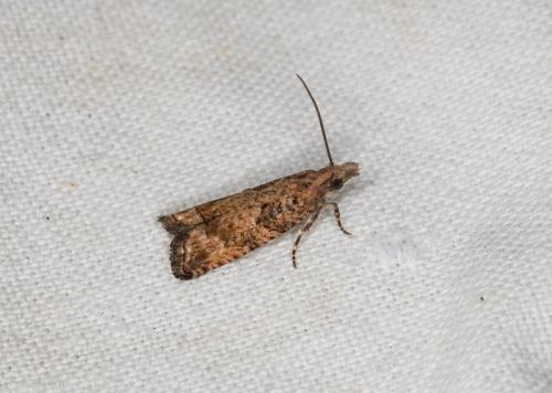 Réf. 216 071 : Acroclita subsequana